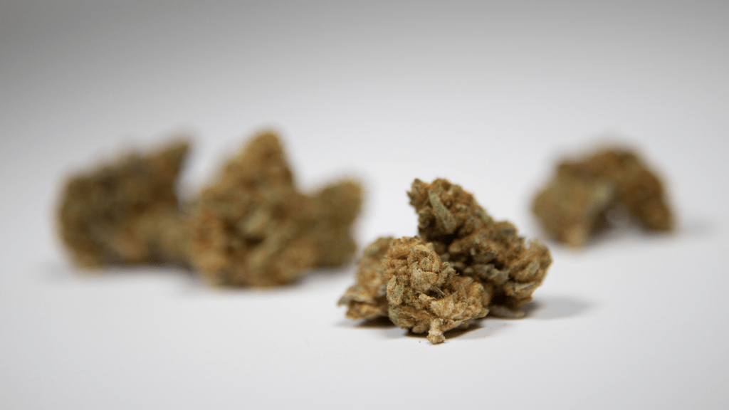 The Origins of Today’s Most Popular Cannabis Strains